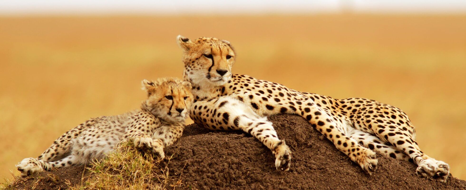guepardos en la Reserva Nacional de Masai Mara
