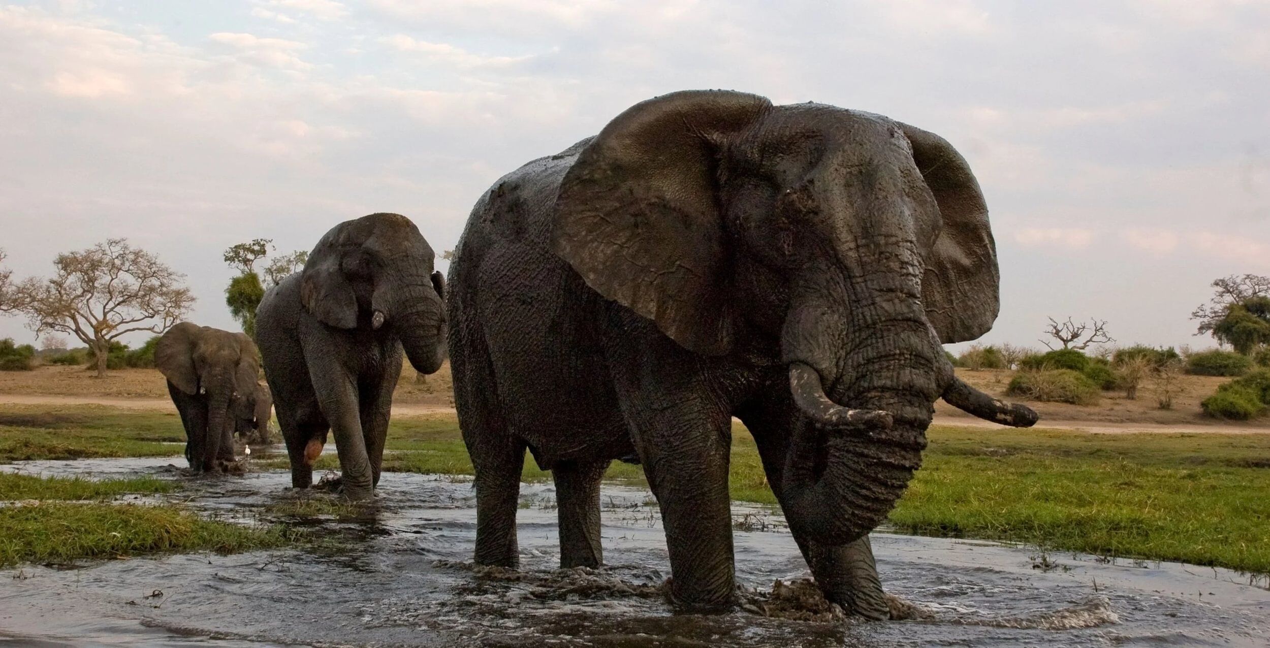 Chobe Riverfront (Parque Nacional Chobe)