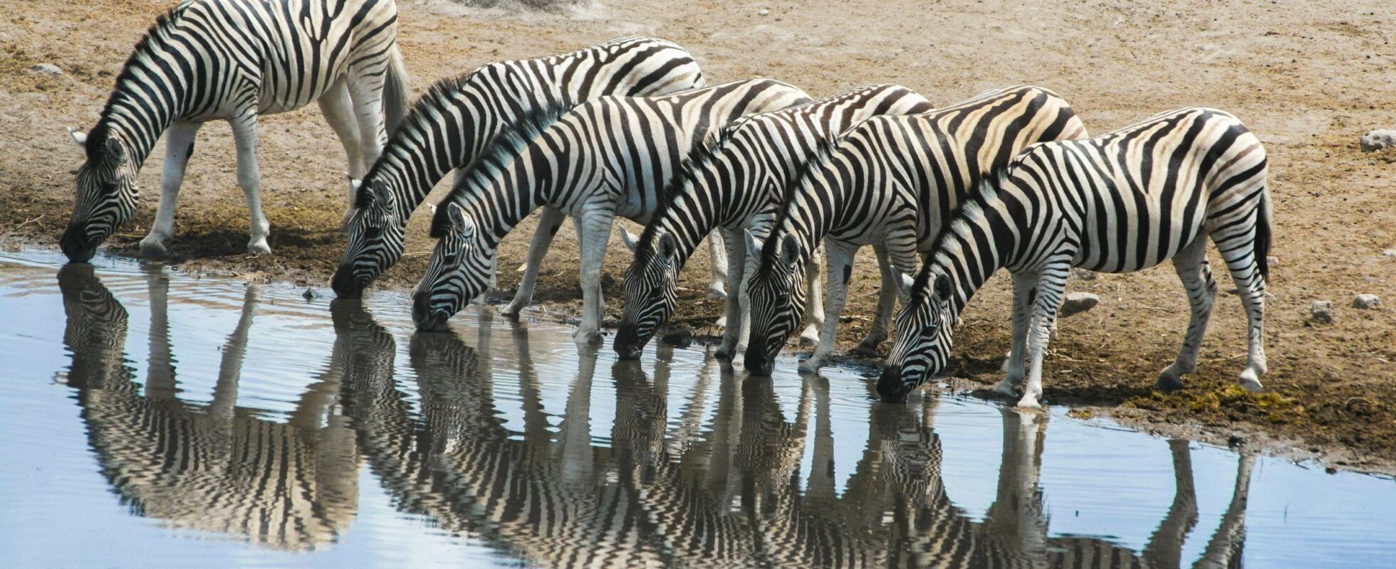 Las cebras se reflejaban mientras bebían en el abrevadero del Parque Nacional de Etosha, en Namibia
