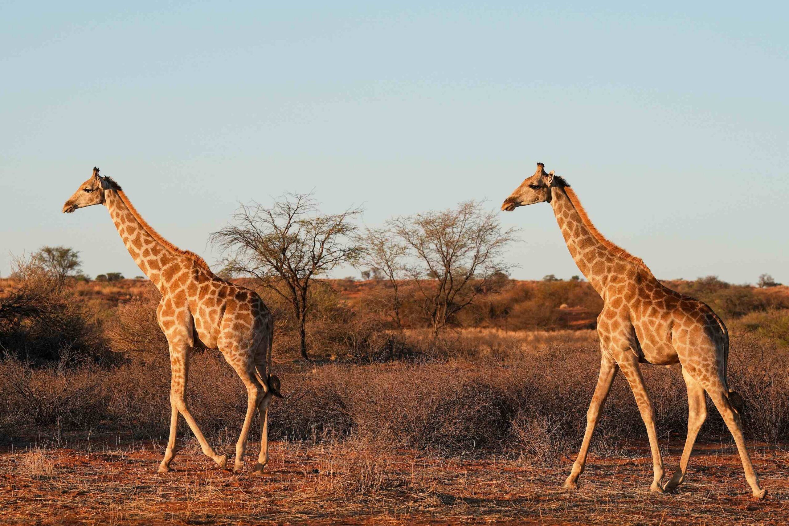El Kalahari
