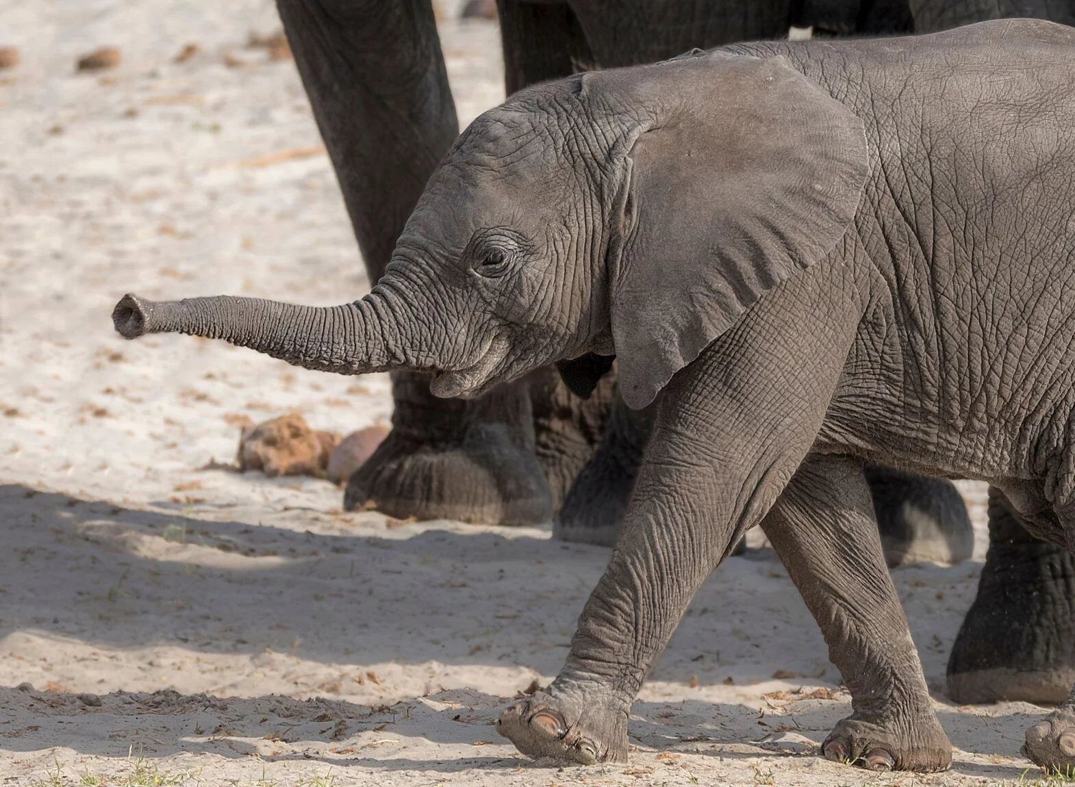Baby elephant - Website pics