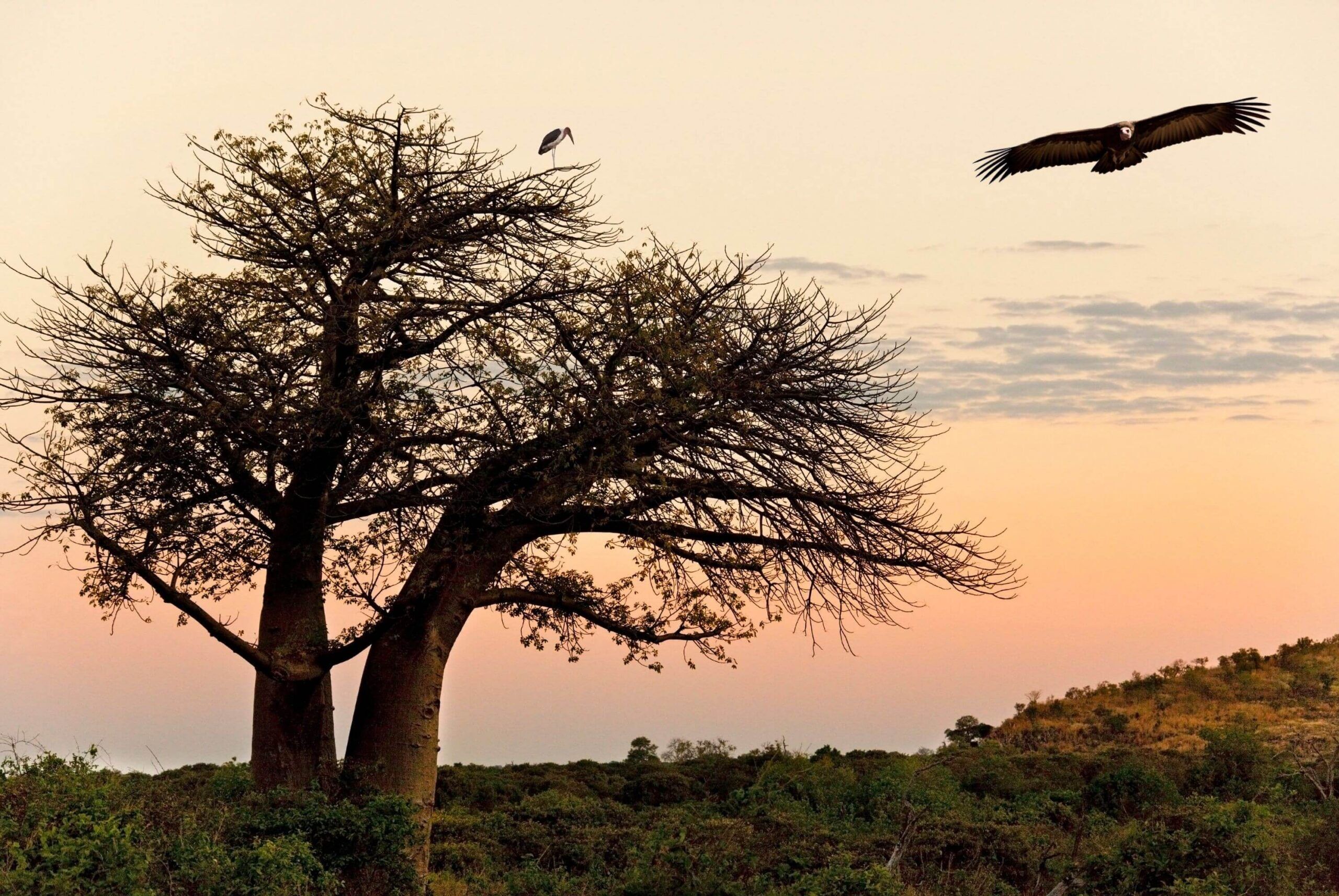 Vuelo de Kasane a Savuti