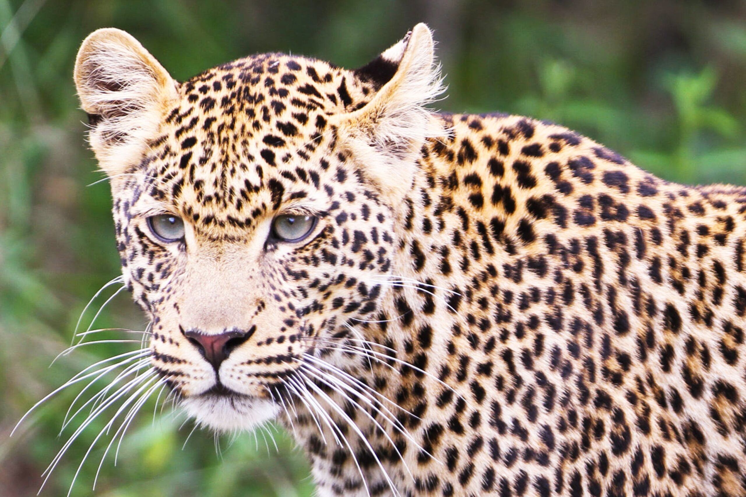 Leopardo en Ol' Pejeta Conservancy
