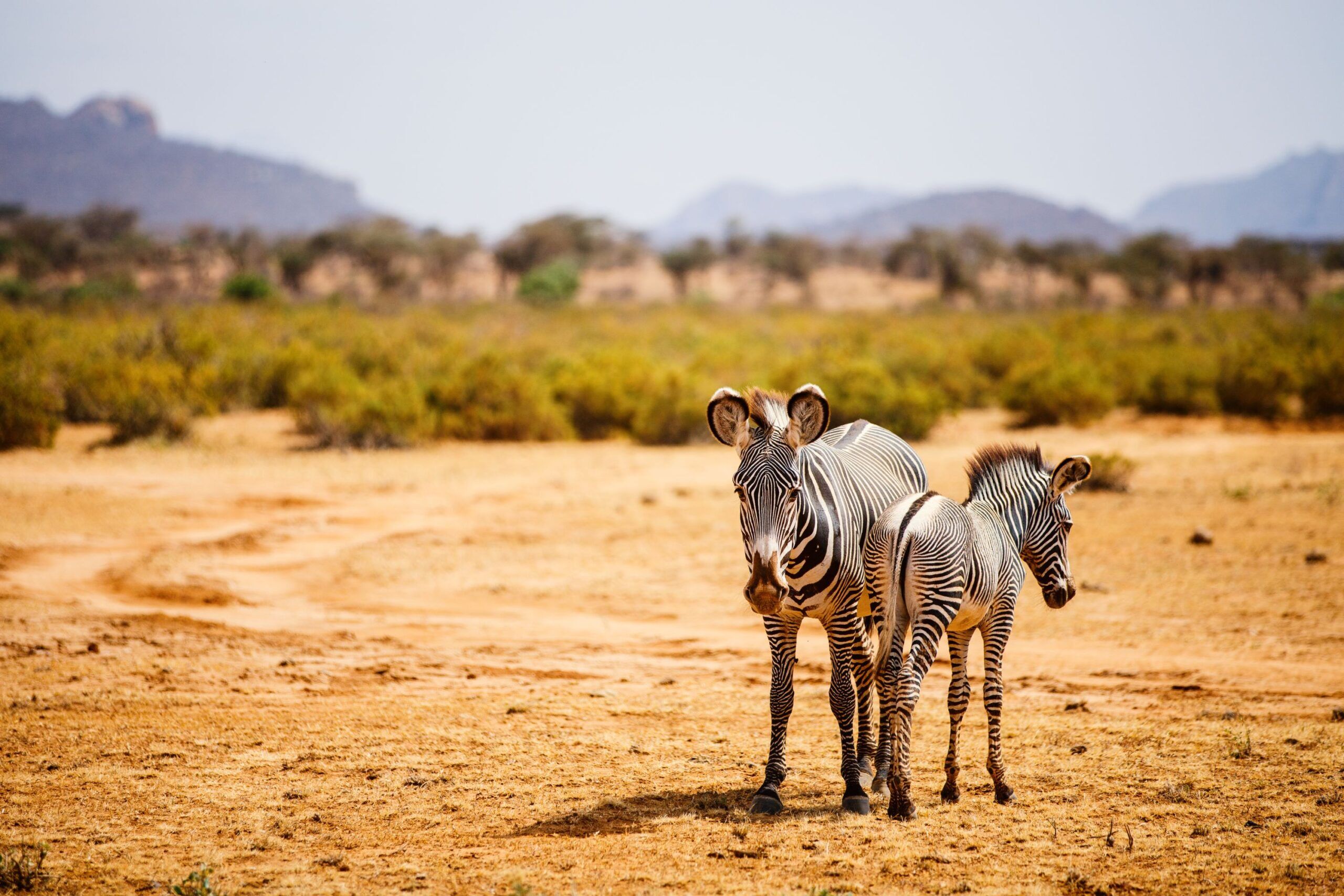 Cebras grises en el Reserva nacional de Samburu