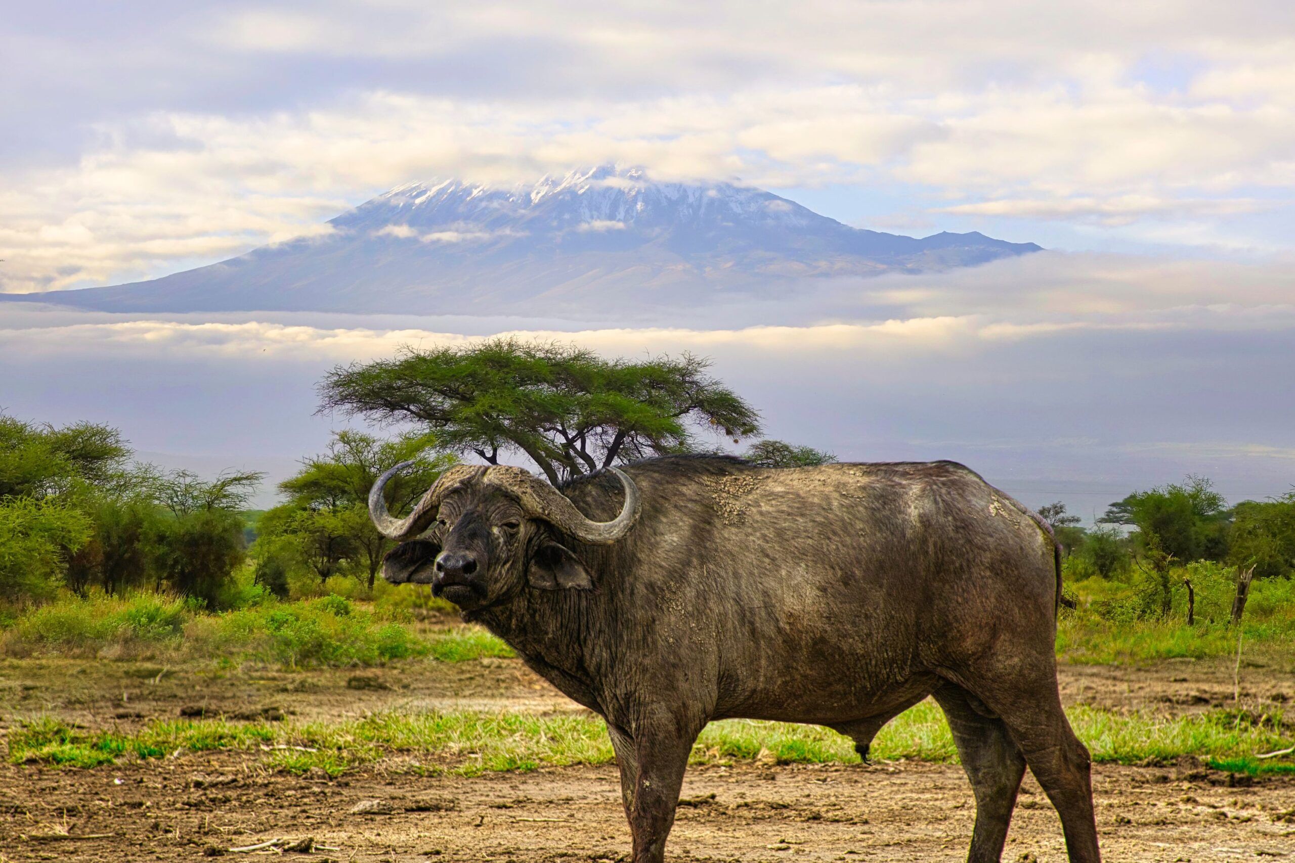 Búfalo en el Parque nacional de Tsavo West