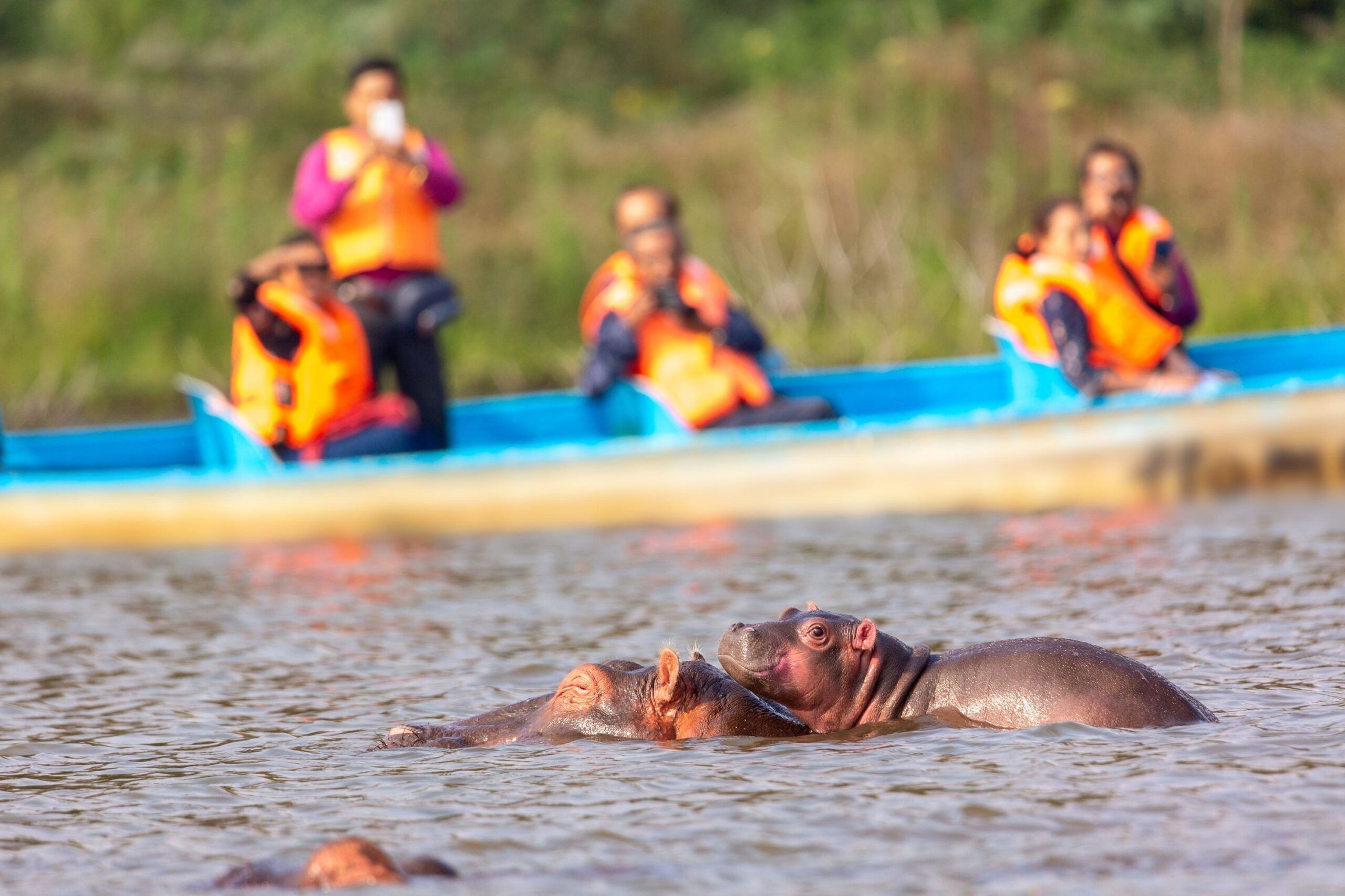 Hipopótamos en el Lago Naivasha