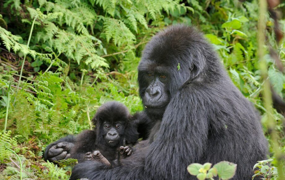 Familia de gorilas