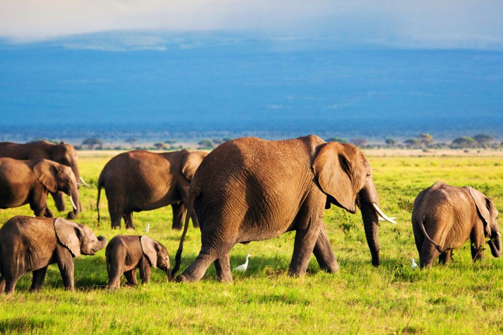 Manada de elefantes en el Parque Nacional de Amboseli