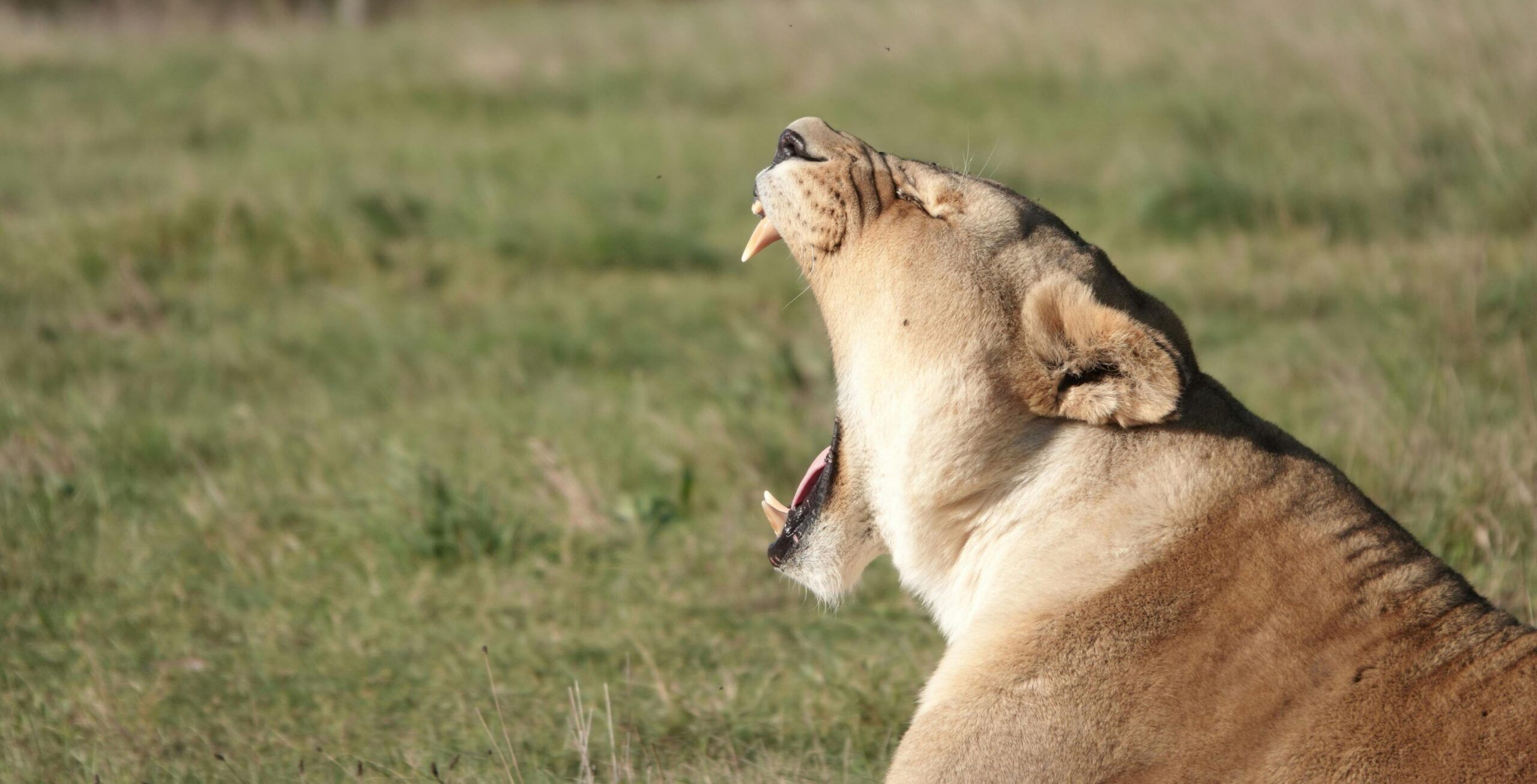 Trayecto en coche del Parque Nacional Kruger (Orpen Gate) a Hoedspruit