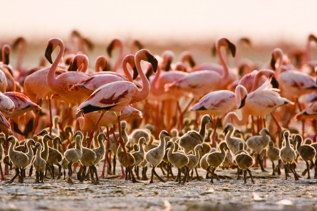 Lake Natron Tanzania Specialist