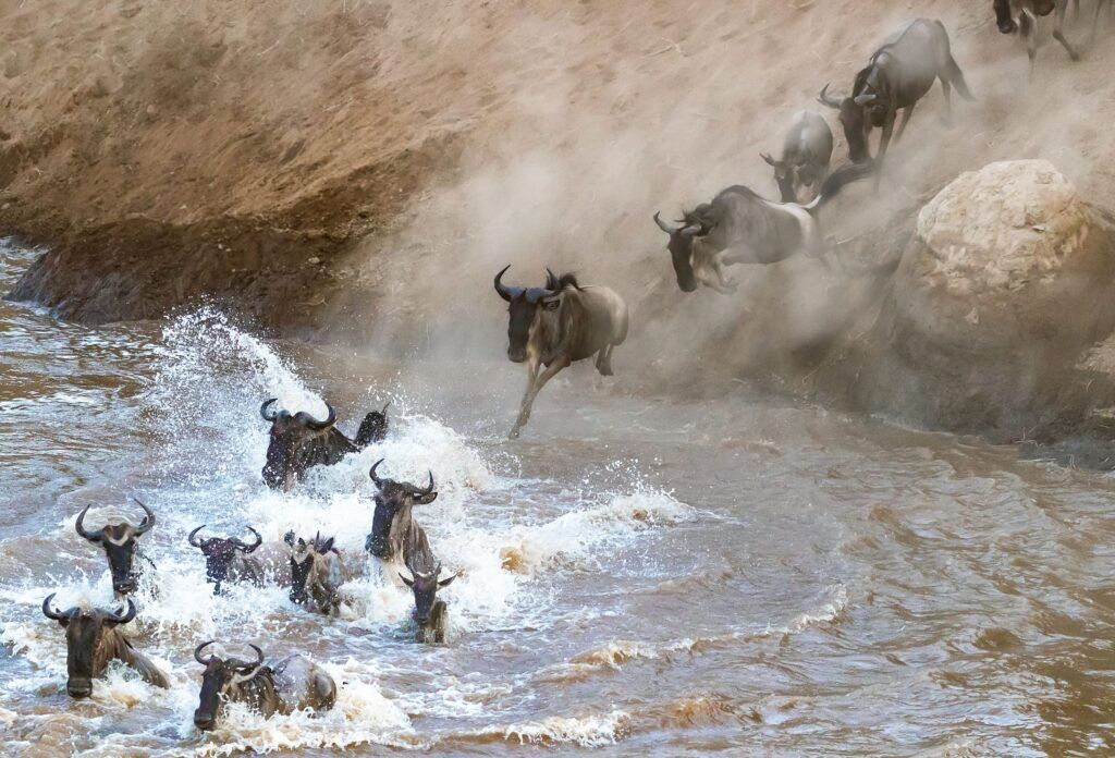 Masai mara gran migracion