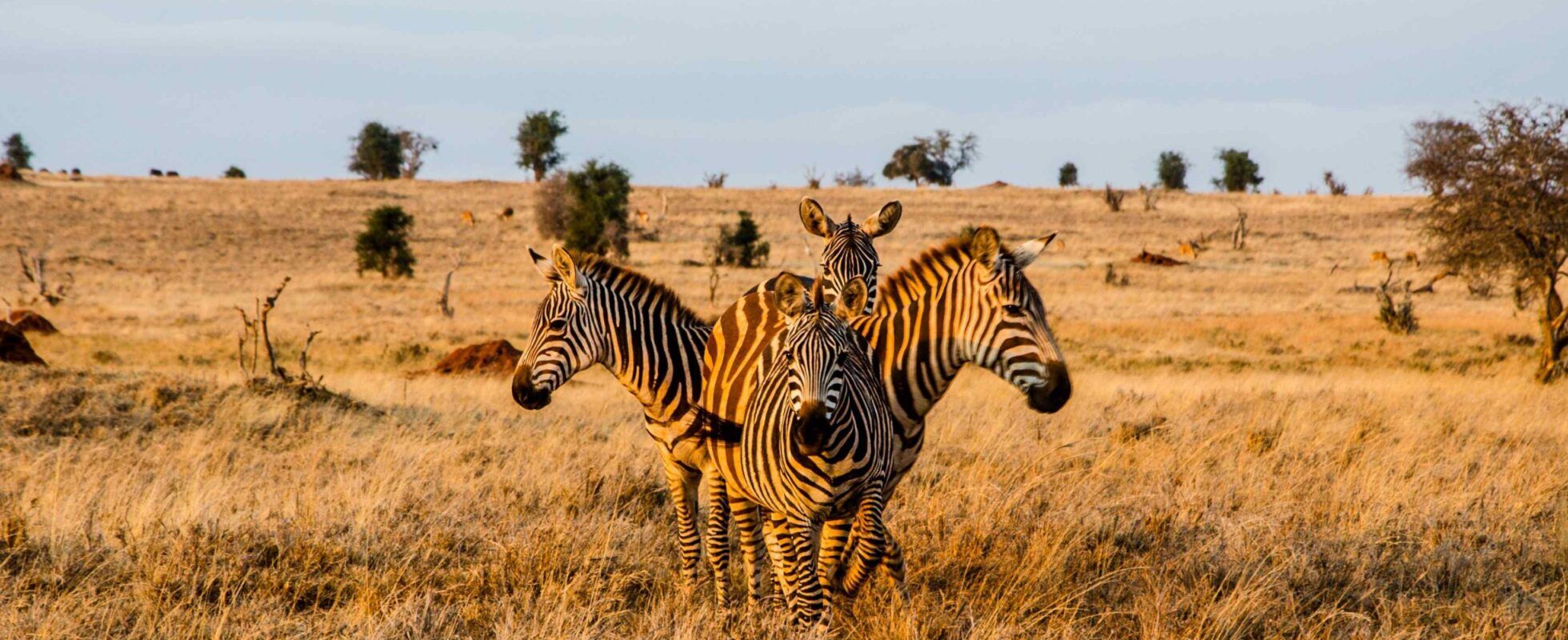Cuatro cebras de pie en círculo durante la hora dorada en el Parque Nacional Tsavo Oeste, Kenia