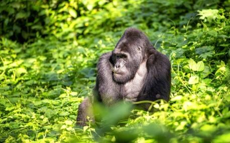 Gorila de espalda plateada sentado en un entorno verde en Bwindi