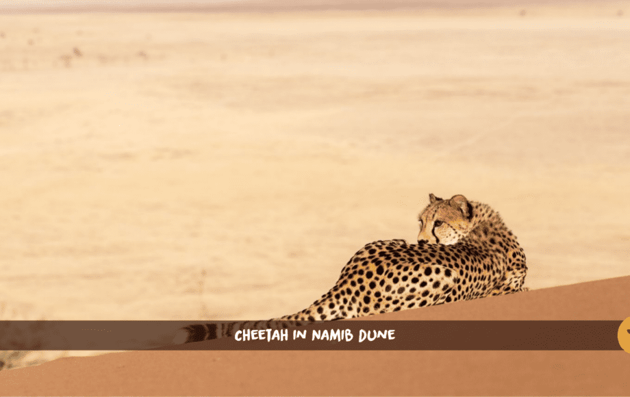 Un guepardo tumbado en una duna roja del desierto de Namibia, con las montañas al fondo