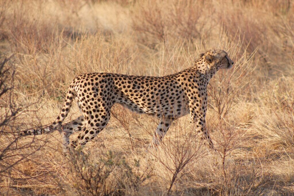 Guepardo alerta entre la sabana de Namibia