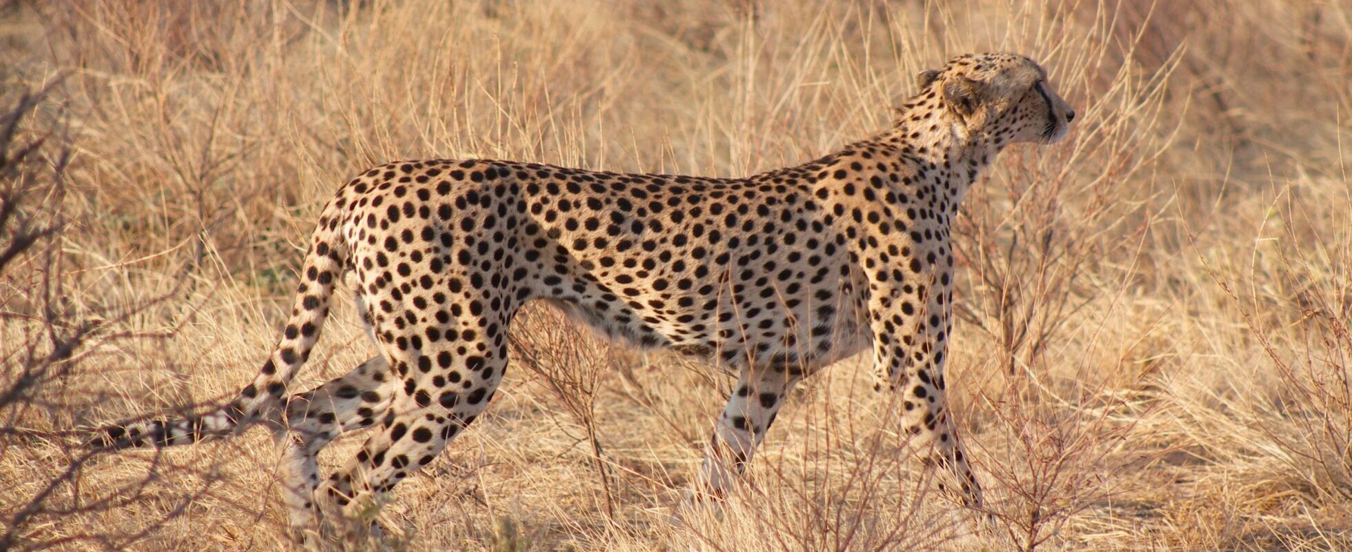 Guepardo alerta entre la sabana de Namibia