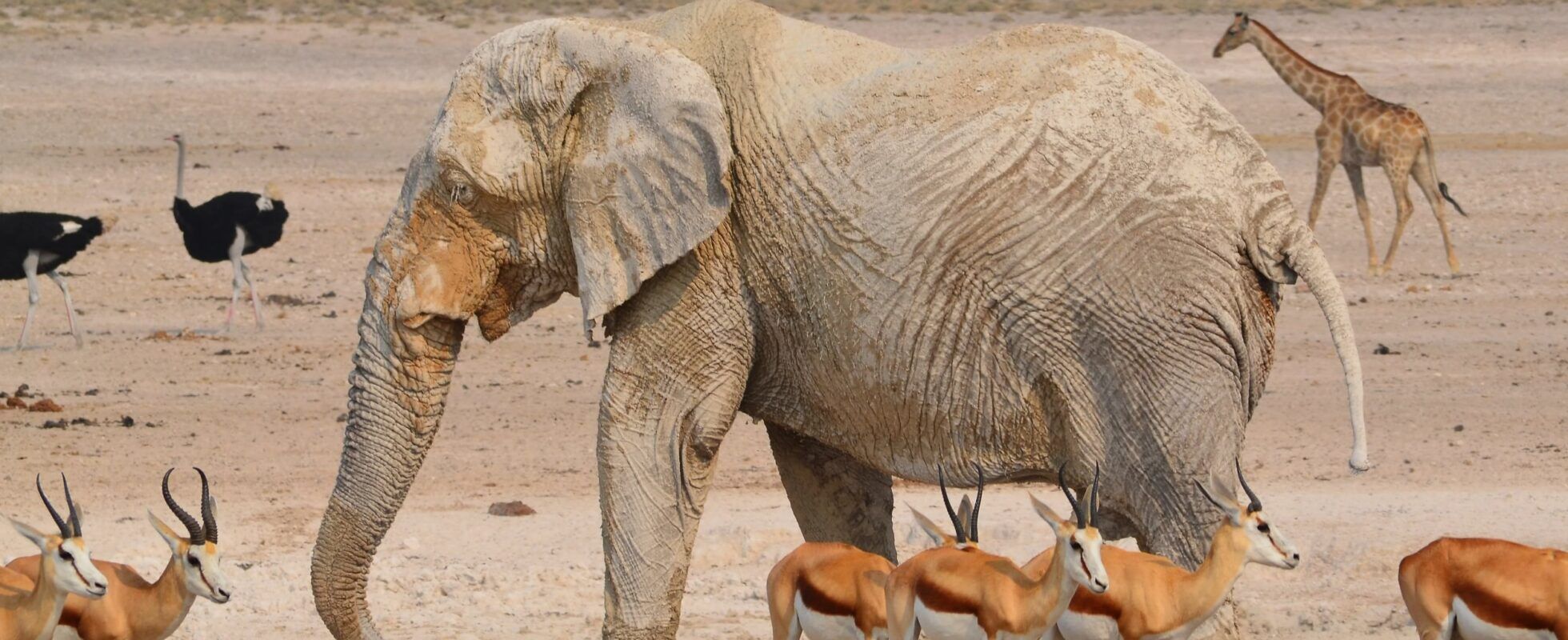 Un elefante rodeado de gacelas, avestruces y una jirafa en el Parque Nacional de Etosha, en Namibia