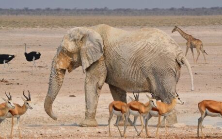 Un elefante rodeado de gacelas, avestruces y una jirafa en el Parque Nacional de Etosha, en Namibia
