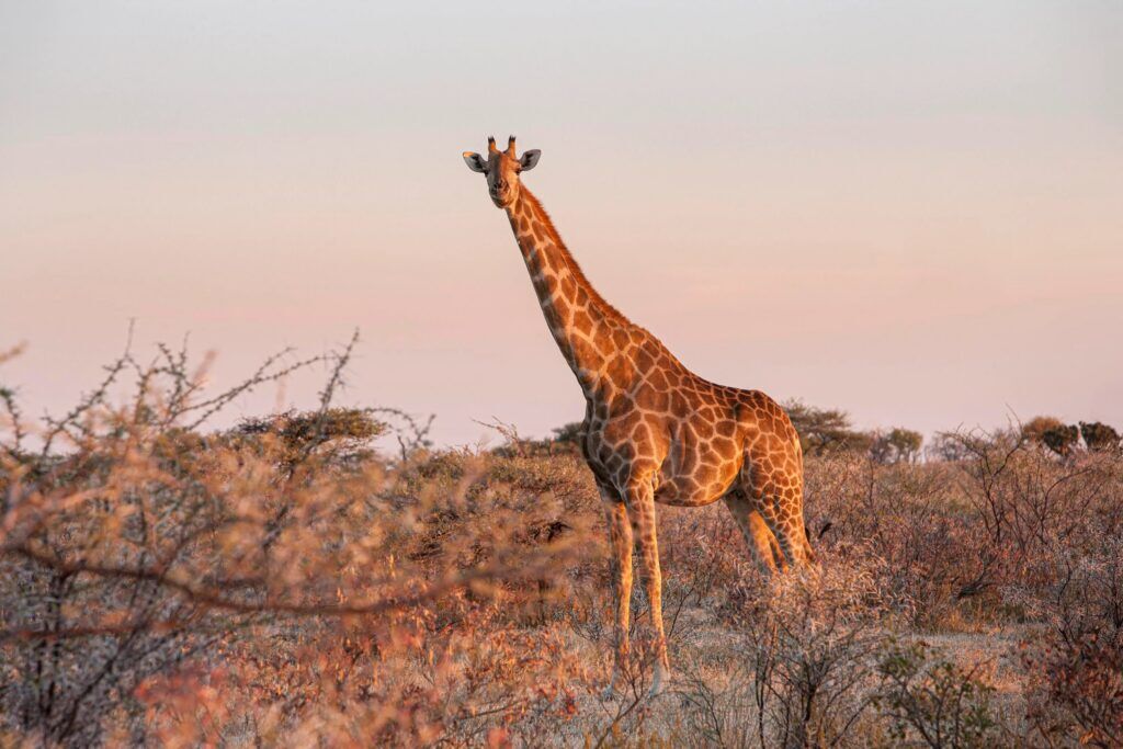 Jirafa de pie en un campo rodeada de arbustos durante la puesta de sol en el Parque Nacional de Etosha, en Namibia