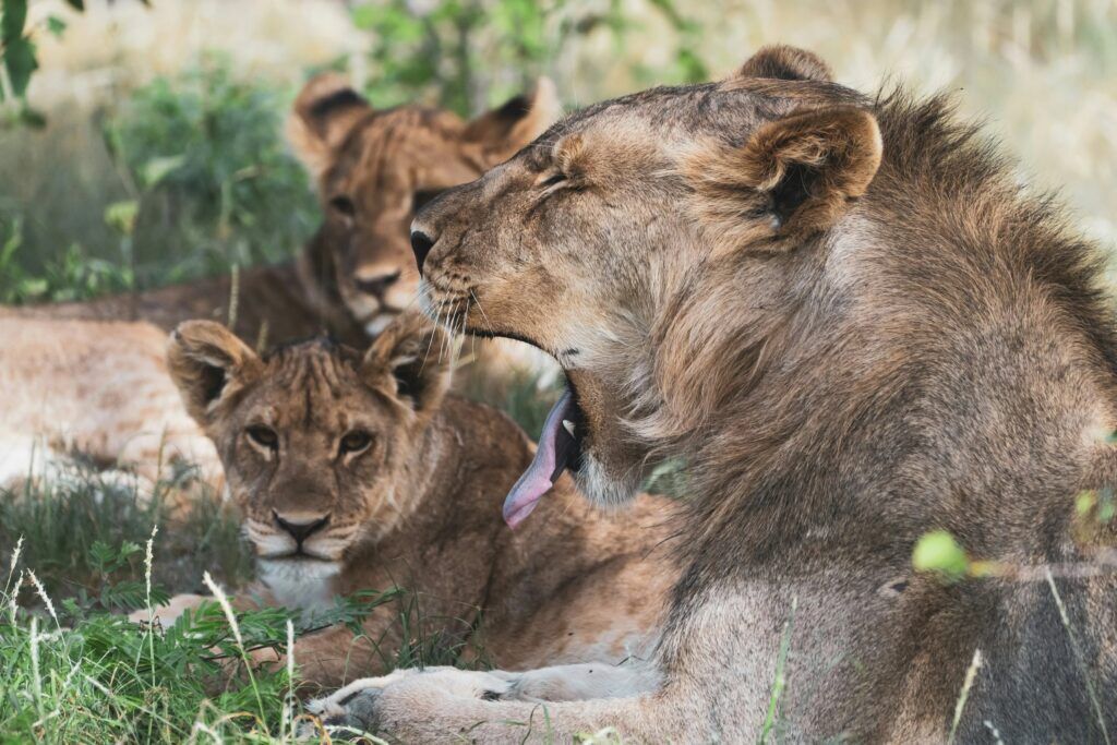 Manada de leones descansando a la sombra en el Parque Nacional de Etosha, en Namibia, con un león bostezando