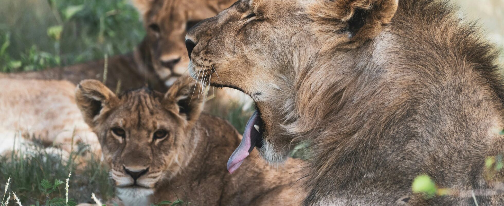 Manada de leones descansando a la sombra en el Parque Nacional de Etosha, en Namibia, con un león bostezando