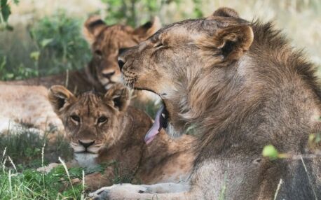 Manada de leones descansando a la sombra en el Parque Nacional de Etosha, en Namibia, con un león bostezando