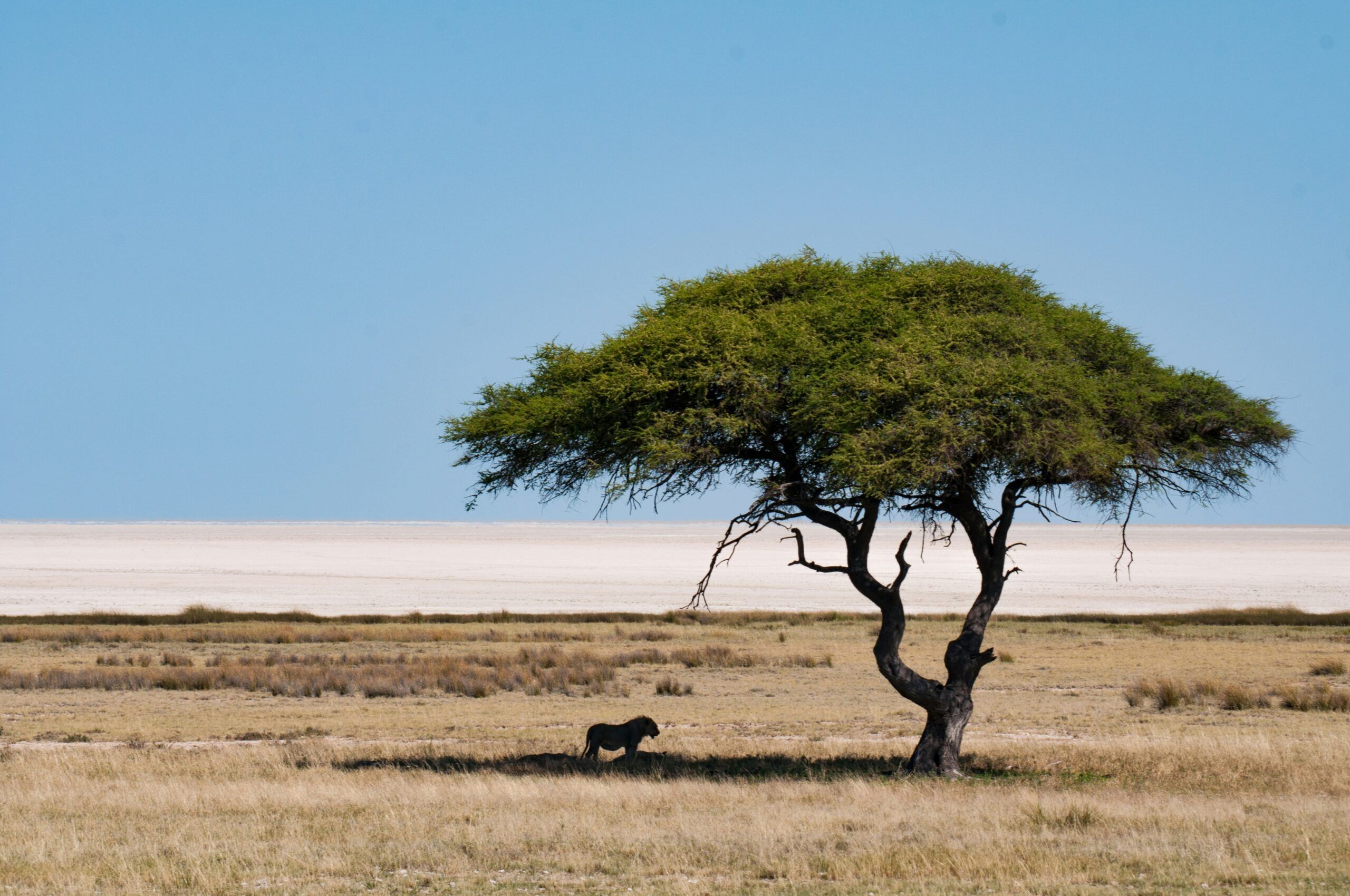 Lone lion beneath an acacia