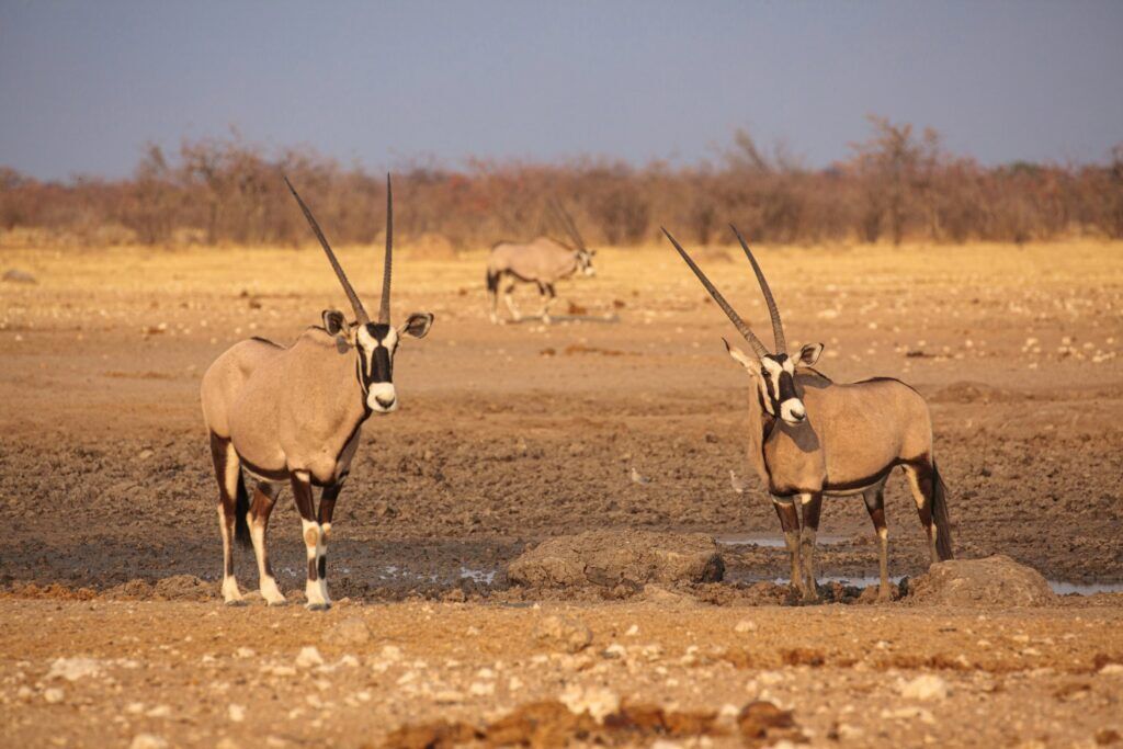 Antílopes órix en un abrevadero seco de Etosha
