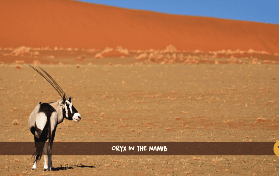 Gemsbock oryx standing in front of a red dune in the Namib desert