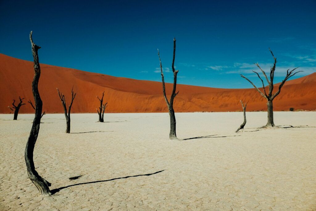 Árboles petrificados de Deadvlei, en el Parque Nacional de Sossusvlei, en Namibia