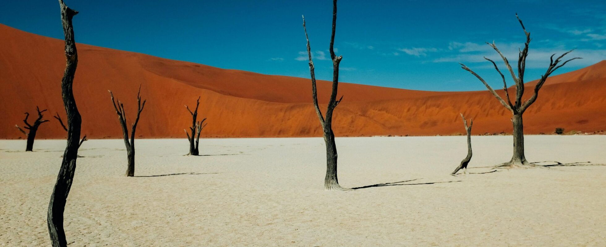 Árboles petrificados de Deadvlei, en el Parque Nacional de Sossusvlei, en Namibia