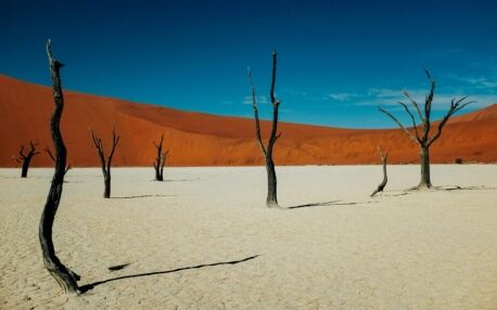 Árboles petrificados de Deadvlei, en el Parque Nacional de Sossusvlei, en Namibia