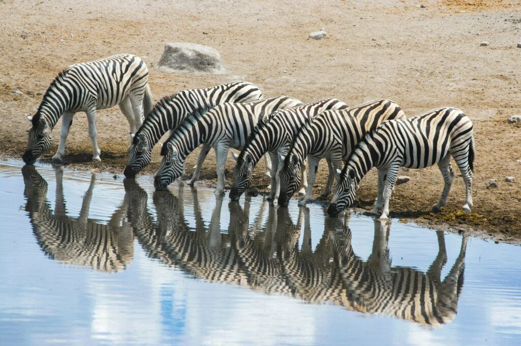 Las cebras se reflejaban mientras bebían en el abrevadero del Parque Nacional de Etosha, en Namibia