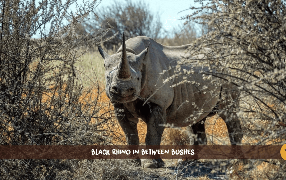 Rinoceronte negro con un cuerno largo, de pie entre dos arbustos en Etosha, Namibia