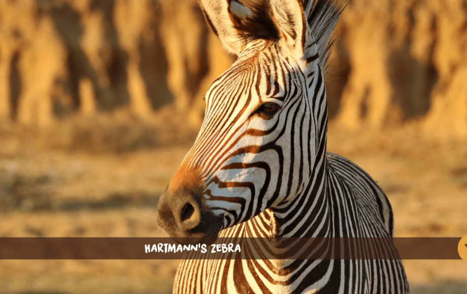 Cebra Hartmann sobre Namibia