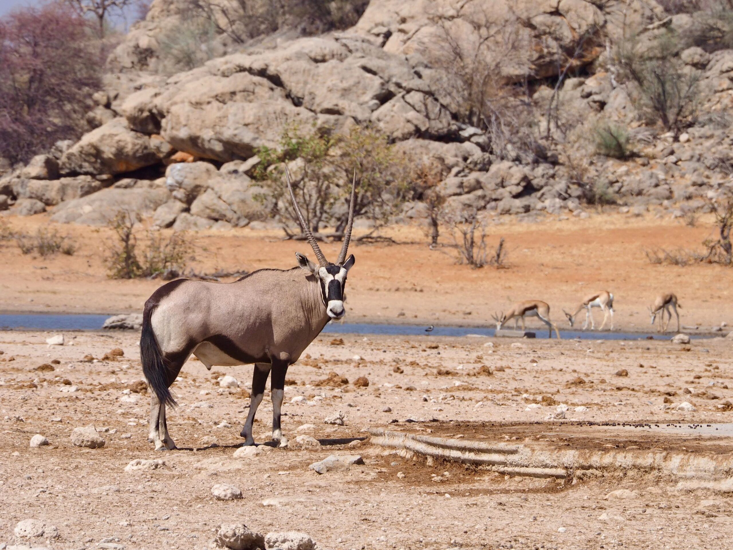 Reserva de Ongava
