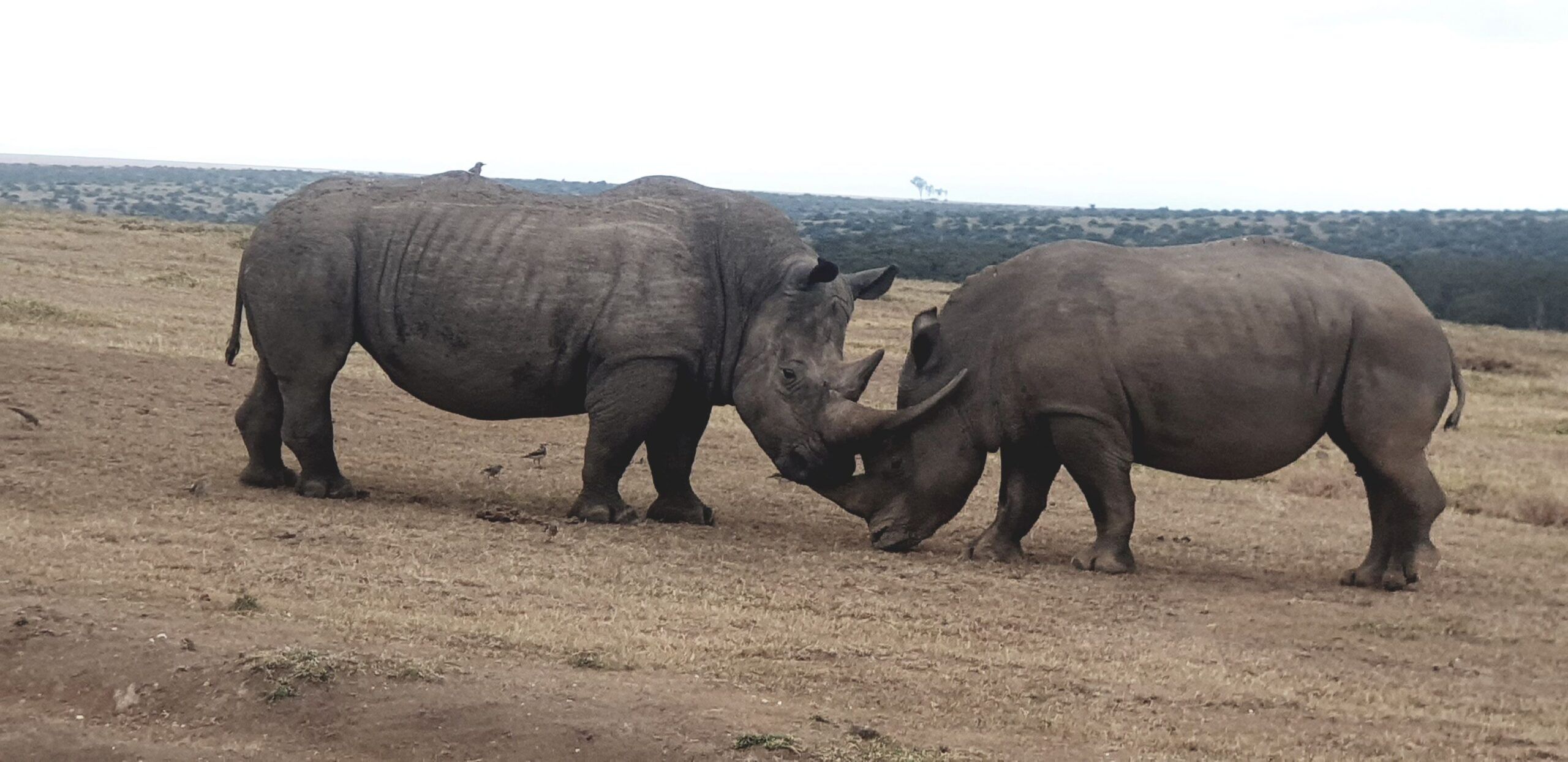 Trayecto de la Reserva Nacional de Samburu a Solio Ranch Conservancy