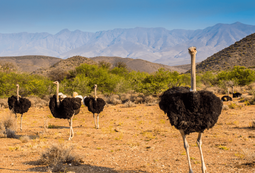 Cuatro avestruces en fila con montañas al fondo.