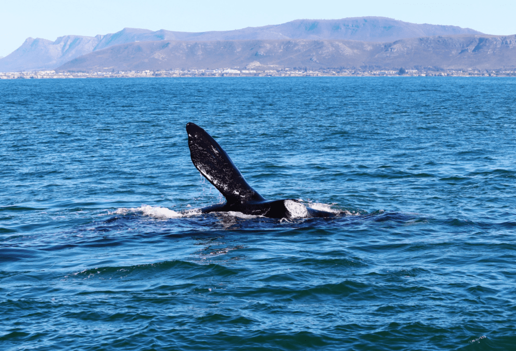 Ballena que sale a medias del agua con la costa al fondo.