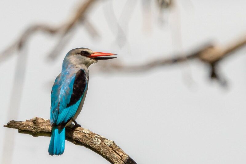 Walking-Safari-Lake-Manyara-3-e1758812057545 (1)
