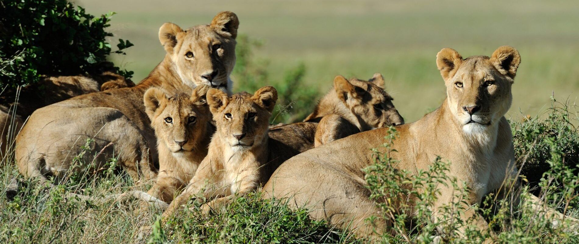 groep leeuwen met welpen in Ngorongoro Tanzania