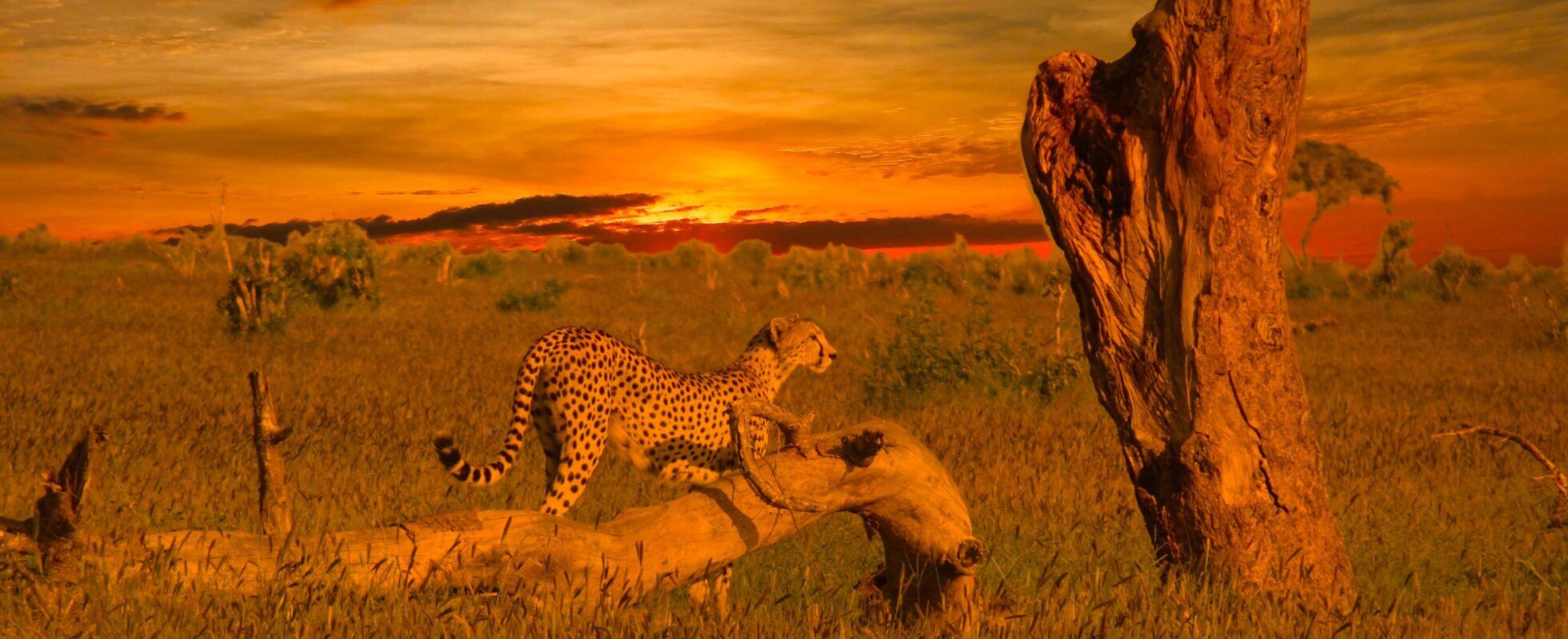 Guepardo en el Parque nacional de Tsavo West