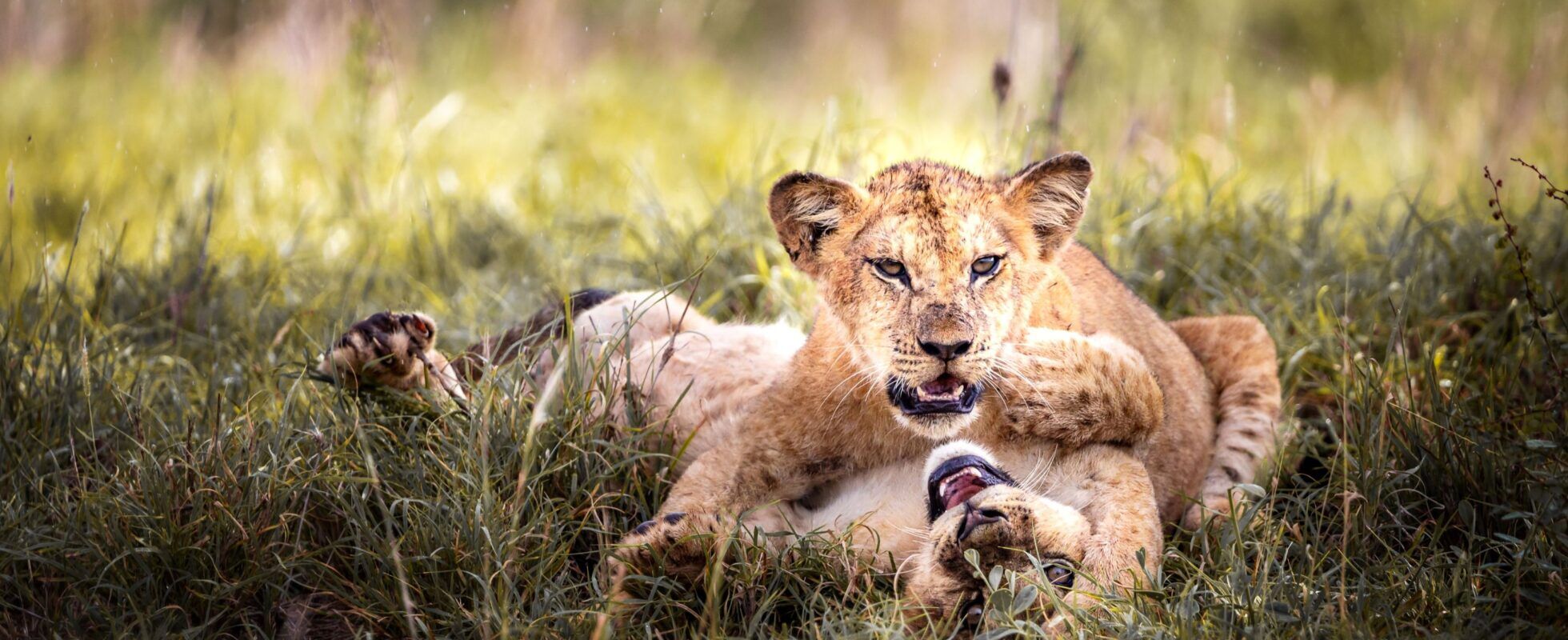 Leones jugando