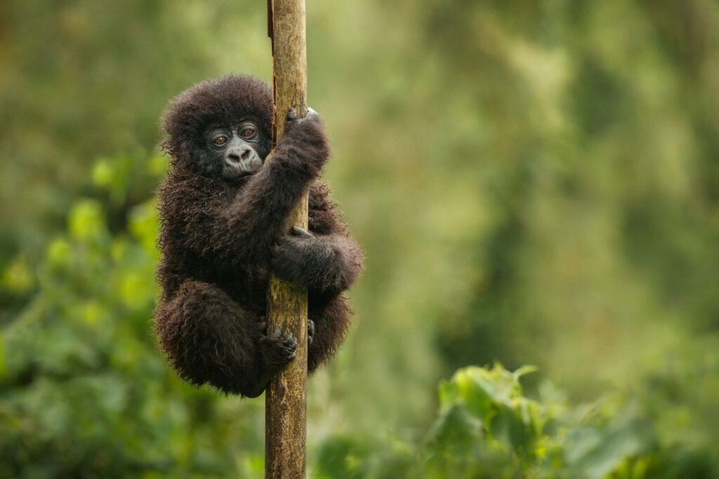 Baby mountain gorilla climbing up a tree in Bwindi