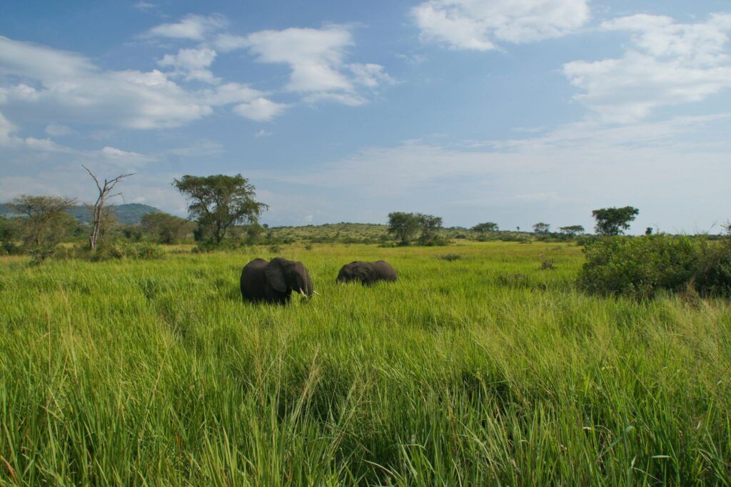 Elephants in Queen Elizabeth Uganda NP