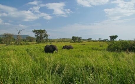 Elephants in Queen Elizabeth Uganda NP