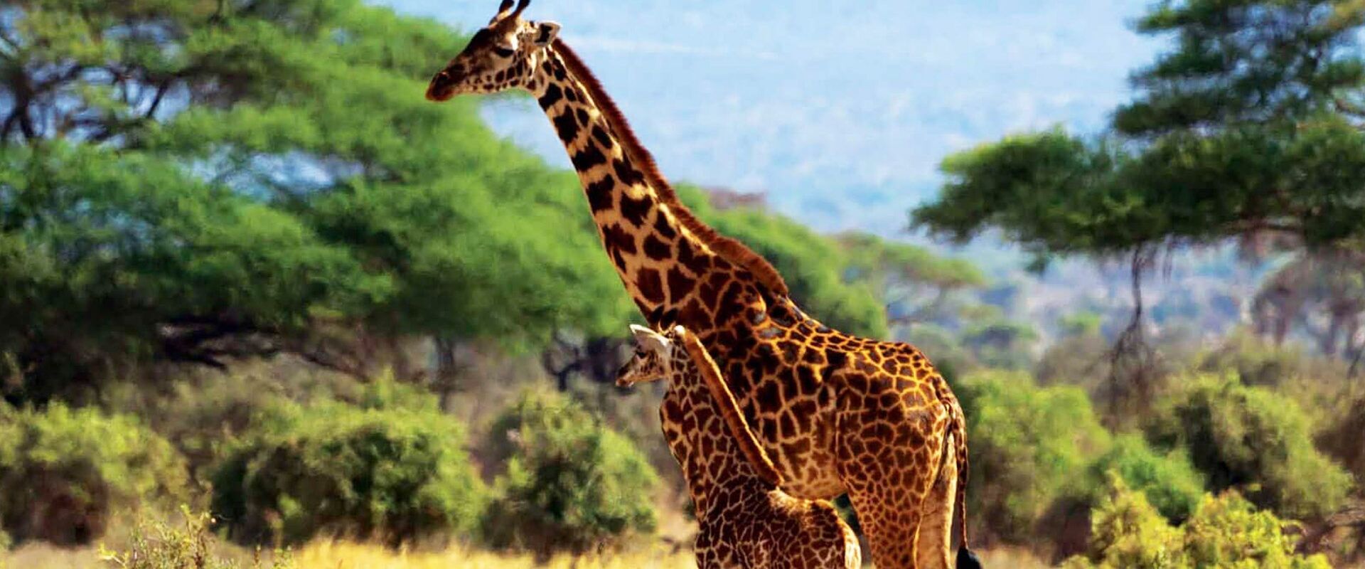 Jirafas en el Parque Nacional de Amboseli