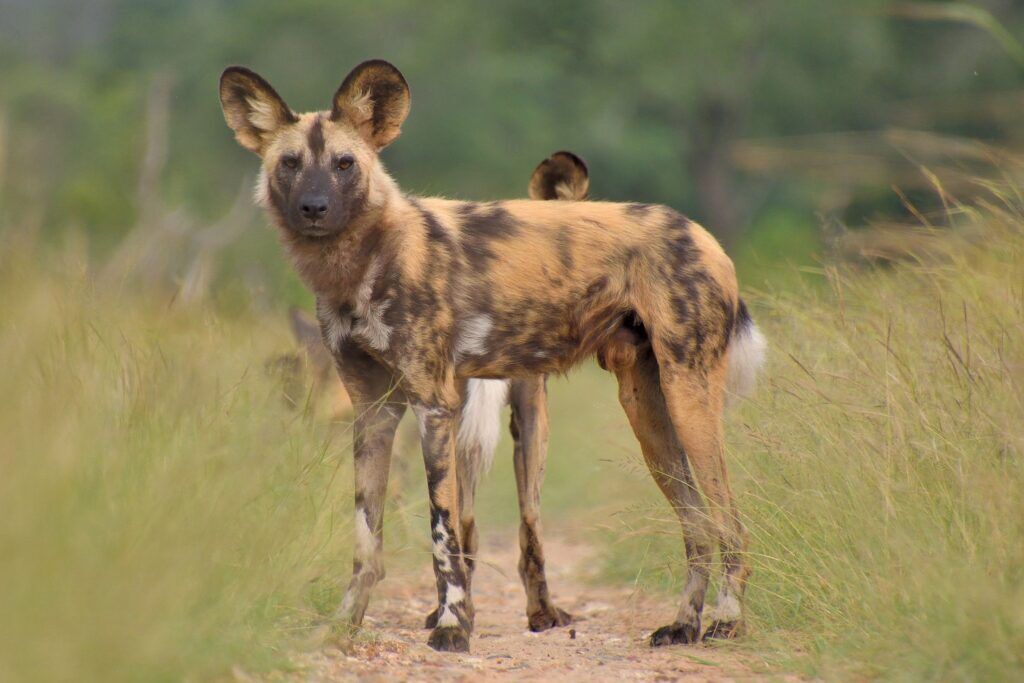 Perro salvaje africano en Parque Nacional de Aberdare