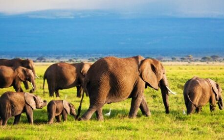 Manada de elefantes en el Parque Nacional de Amboseli