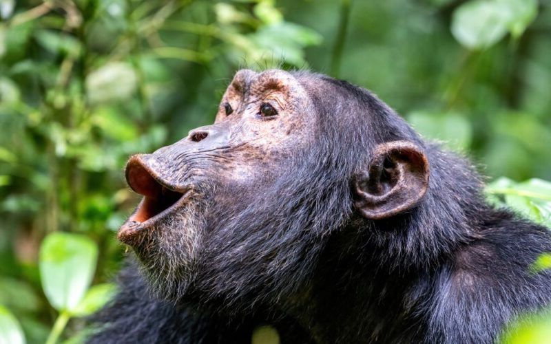 Chimpancé en el parque nacional de Kibale